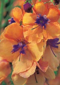 Verbascum 'Clementine'